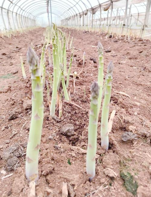 The method of cultivation of thorium