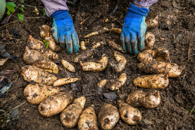 天麻子种植技术