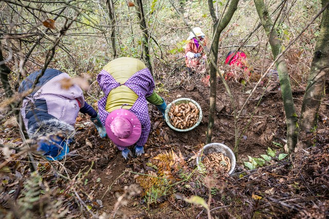 天麻子种植技术