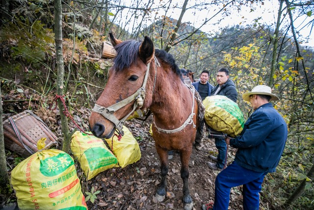天麻子种植技术