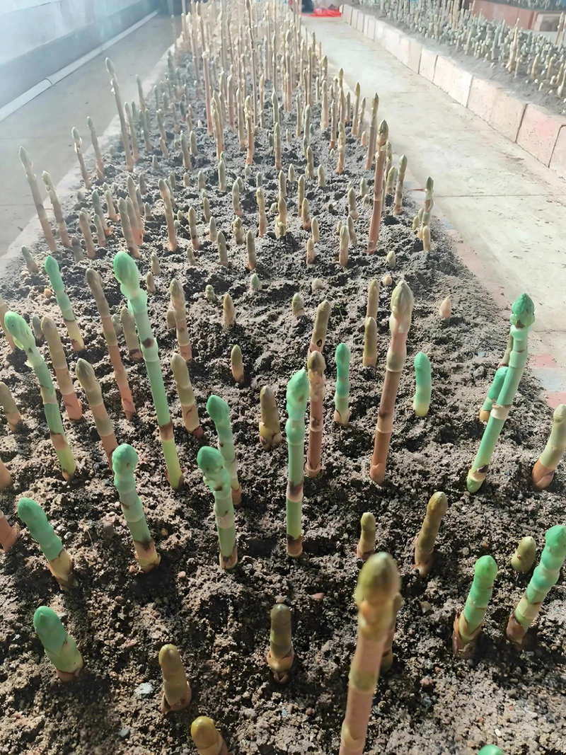 天麻种植的操作流程、方法及注意事项