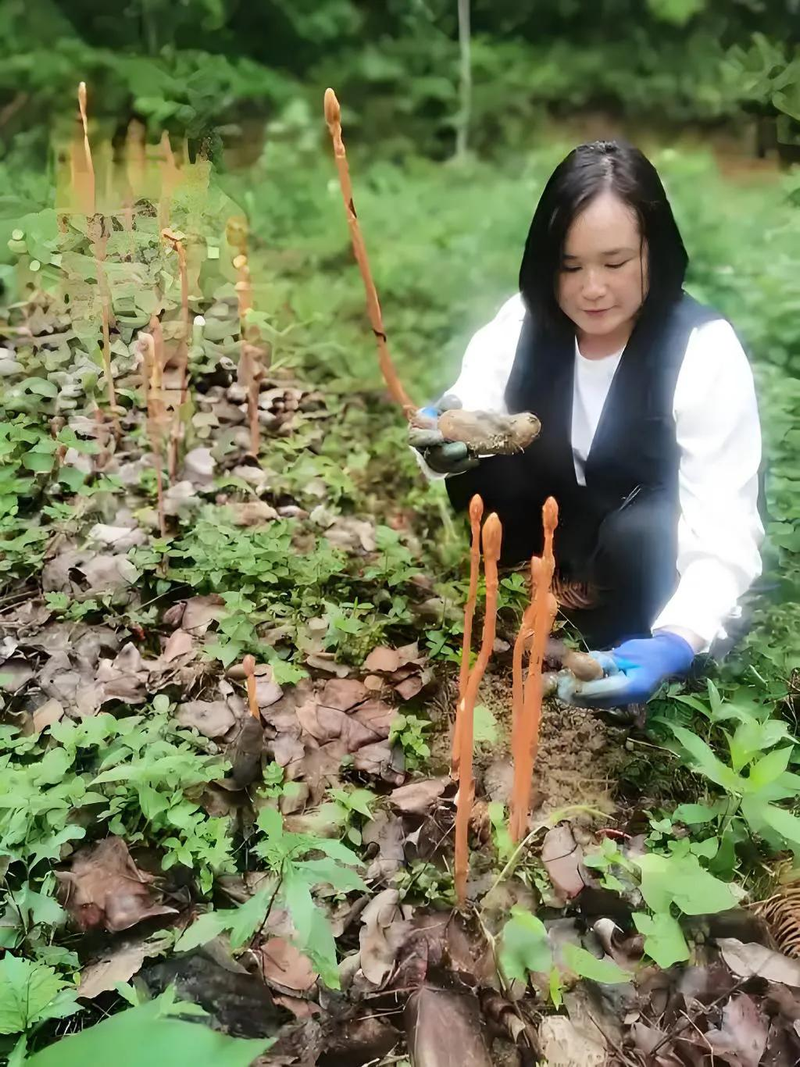 天麻子种植技术