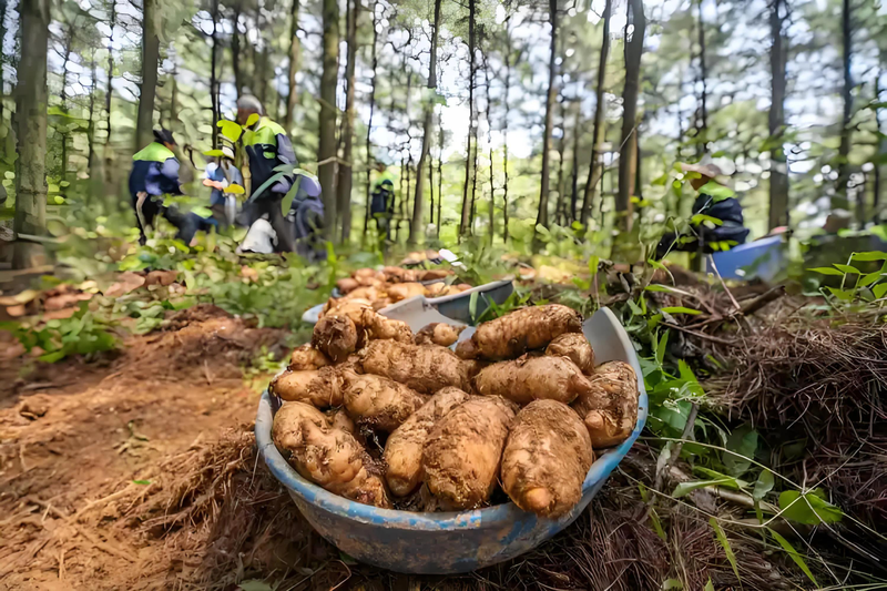 天麻子种植技术