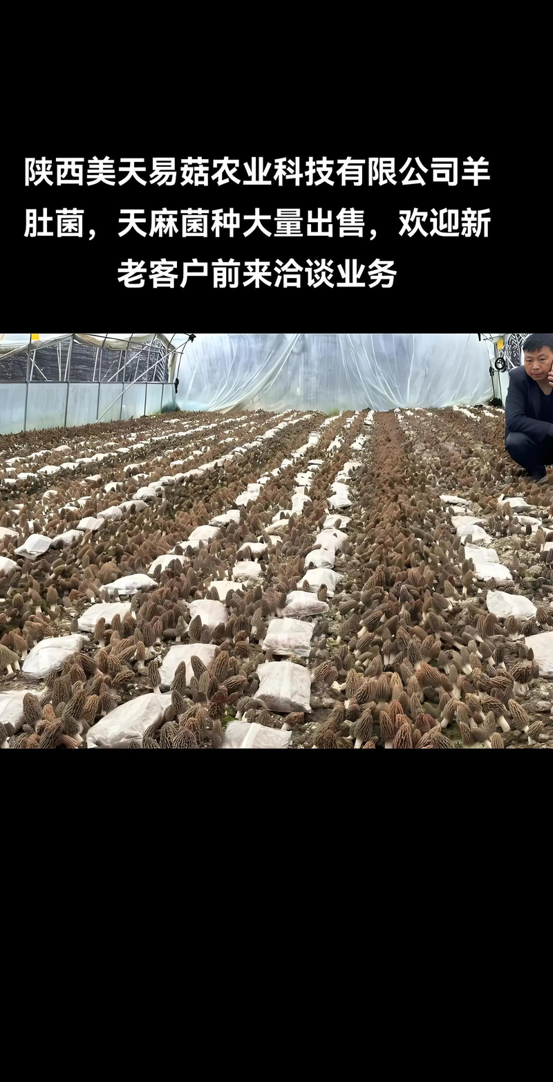 天麻子种植技术