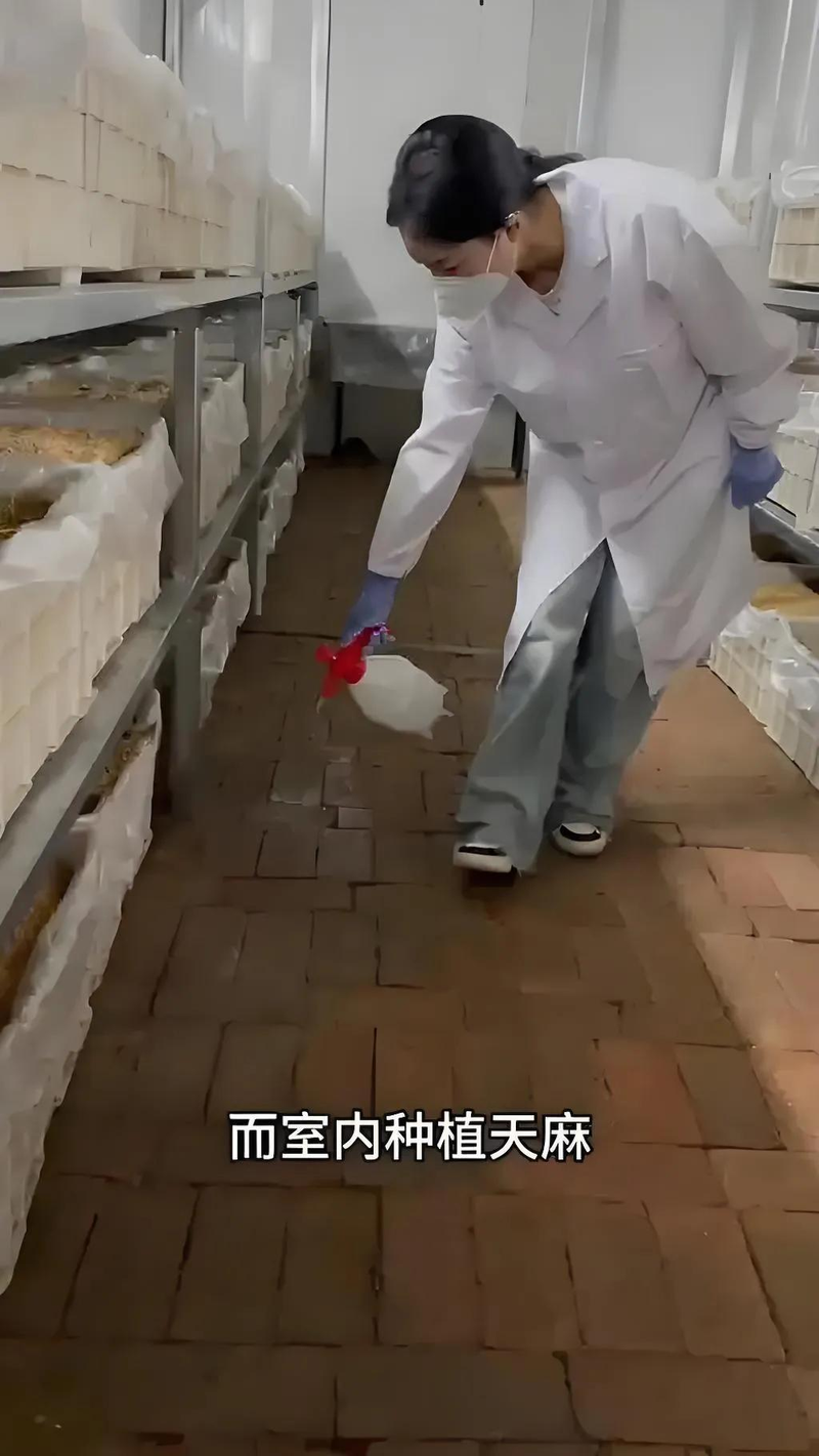 天麻子种植技术