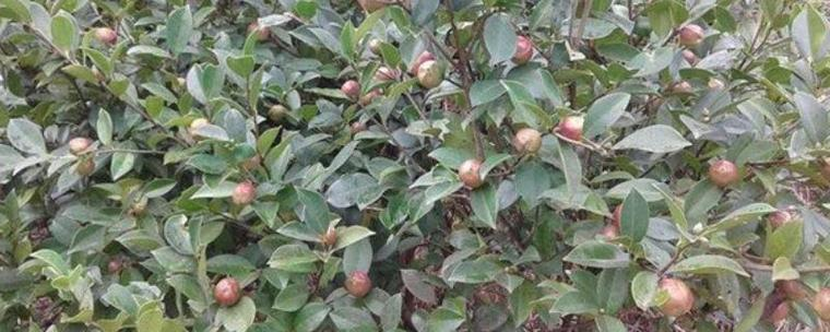 How to grow tea, mushrooms