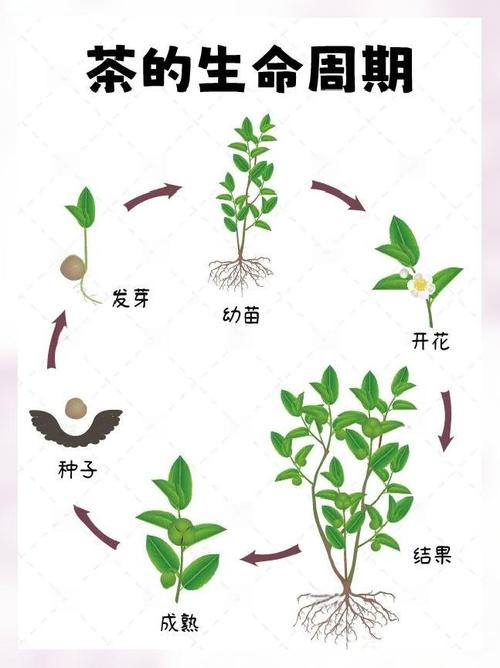 How to grow tea, mushrooms
