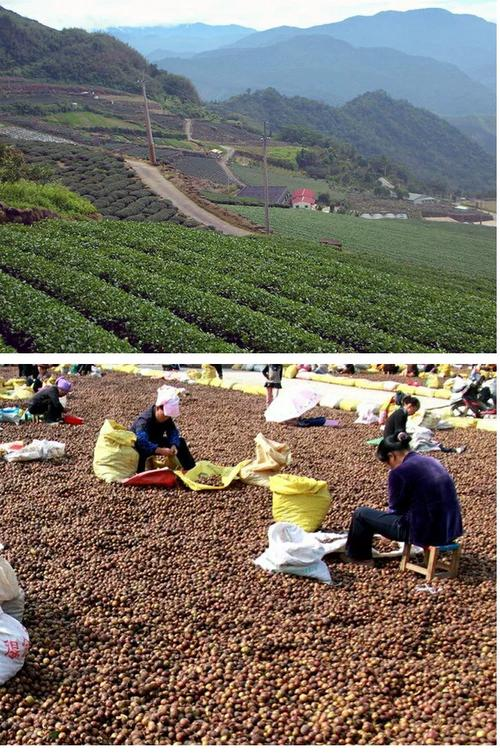 How to grow tea, mushrooms