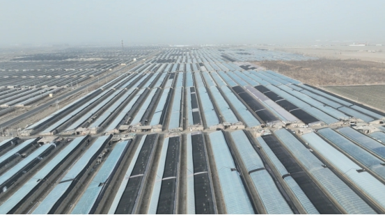 辣椒种植技术与管理