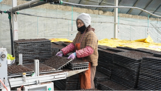 辣椒种植技术与管理