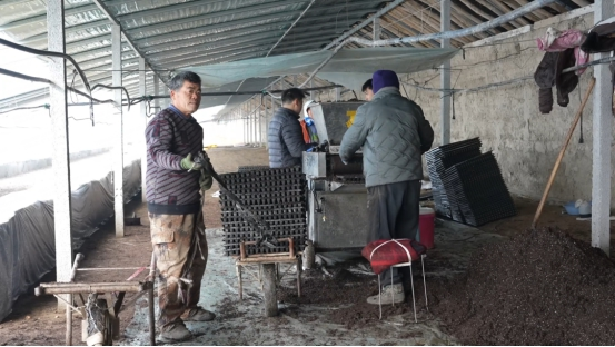 辣椒种植技术与管理