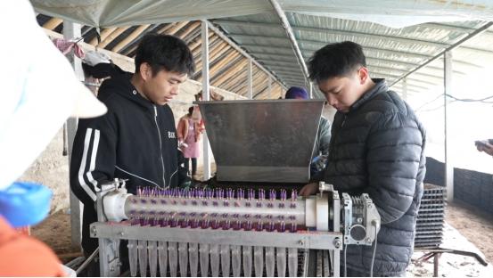 辣椒种植技术与管理