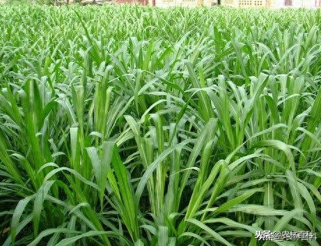 三叶草籽怎么种植方法