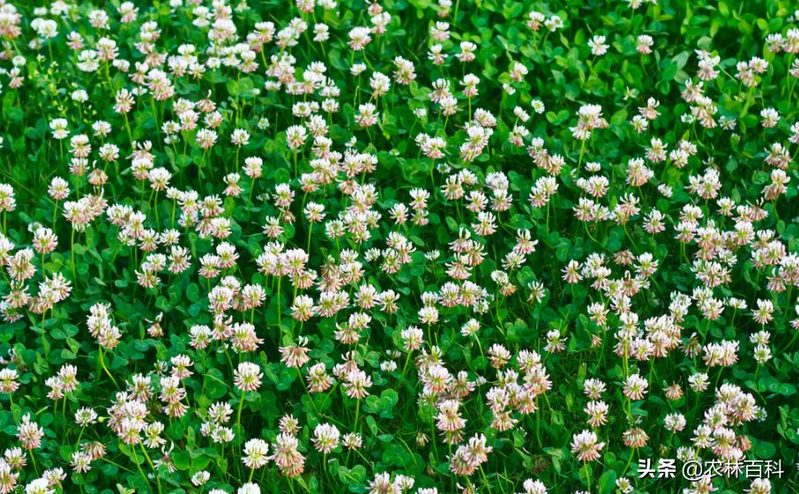 三叶草籽怎么种植方法