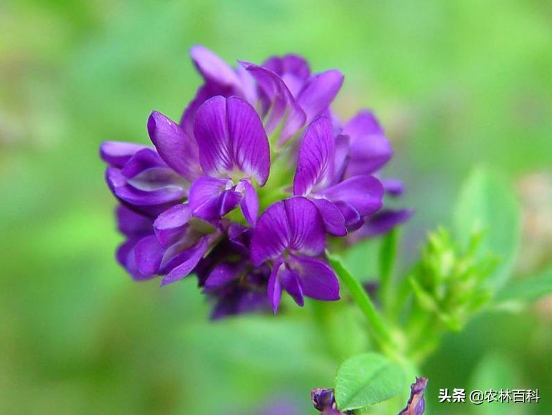 三叶草籽怎么种植方法