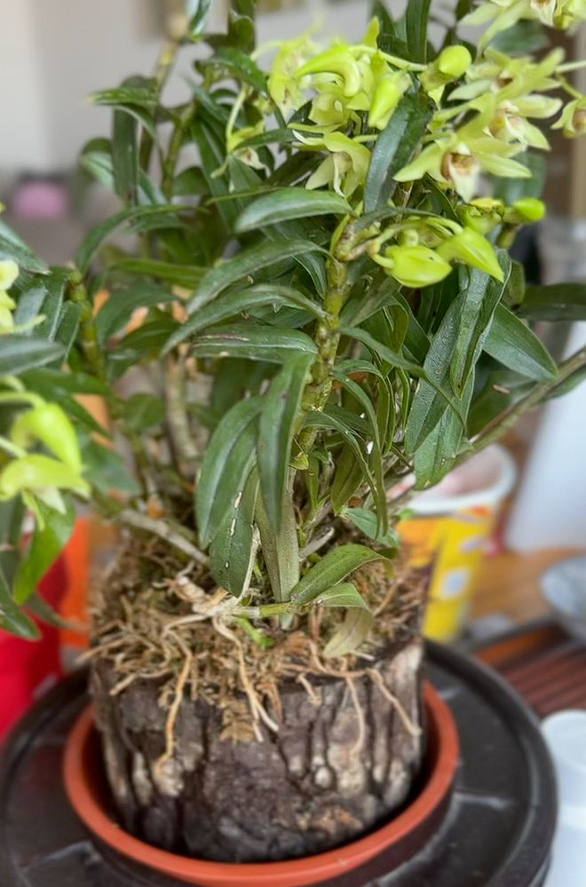 紫皮石斛种植技术