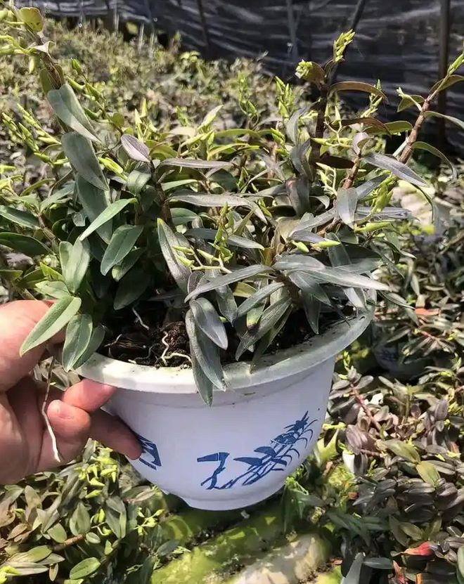 紫皮石斛种植技术