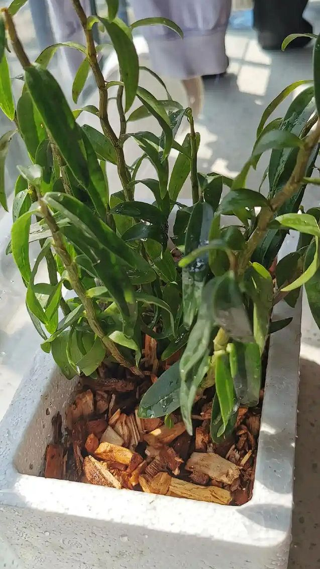 紫皮石斛种植技术