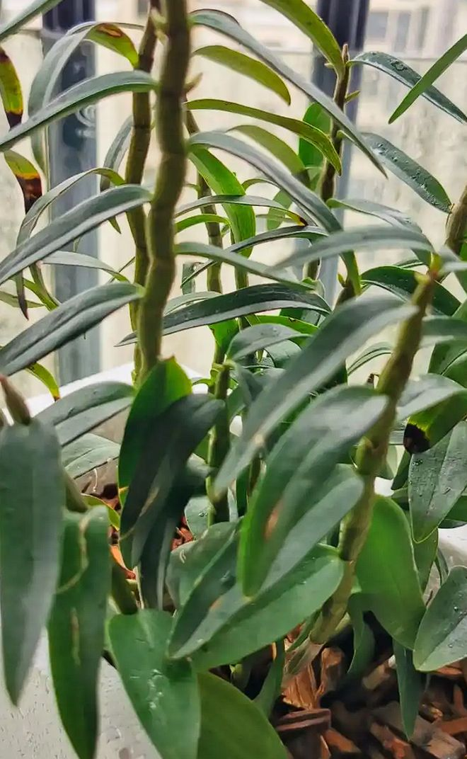 紫皮石斛种植技术