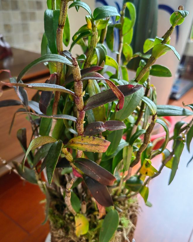 紫皮石斛种植技术