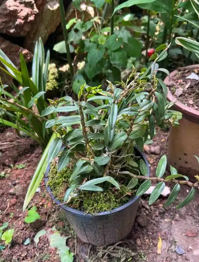 紫皮石斛种植技术