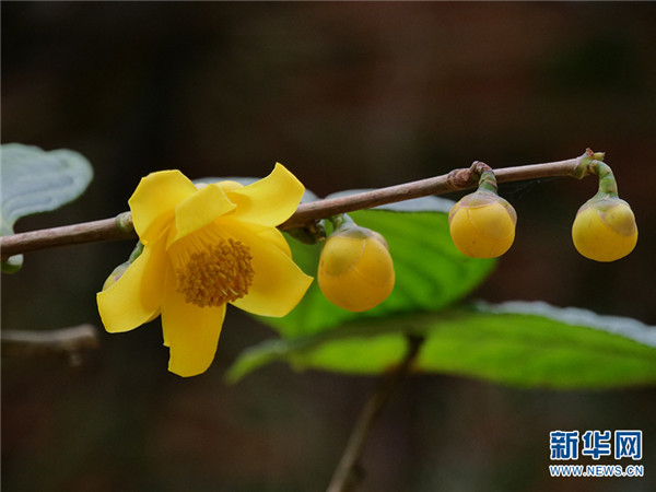 金花茶种植方法