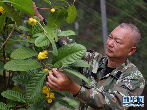 金花茶种植方法