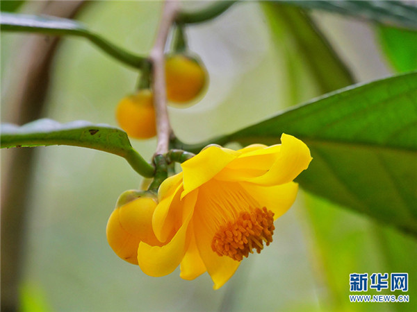 金花茶种植方法