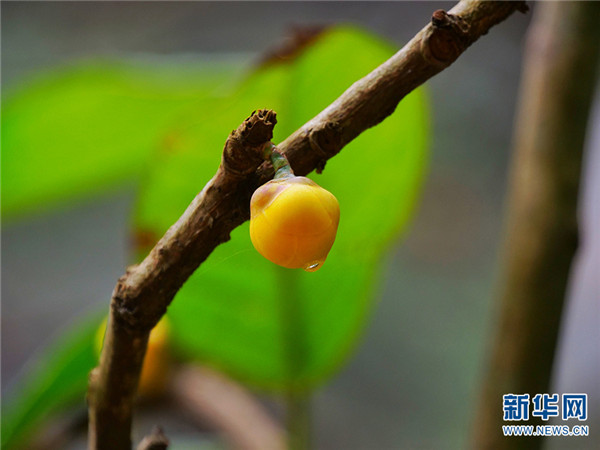金花茶种植方法