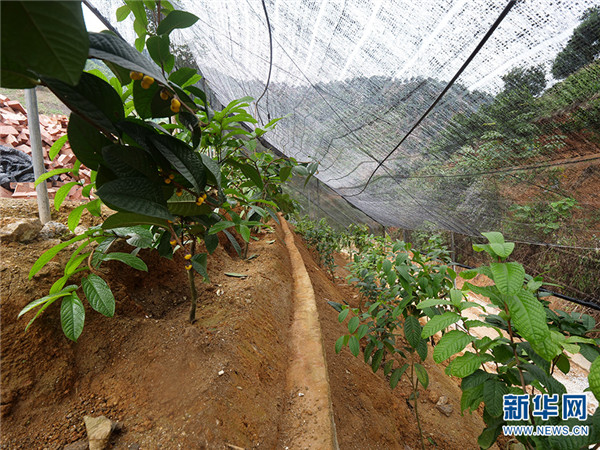 金花茶种植方法