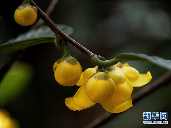 金花茶种植方法
