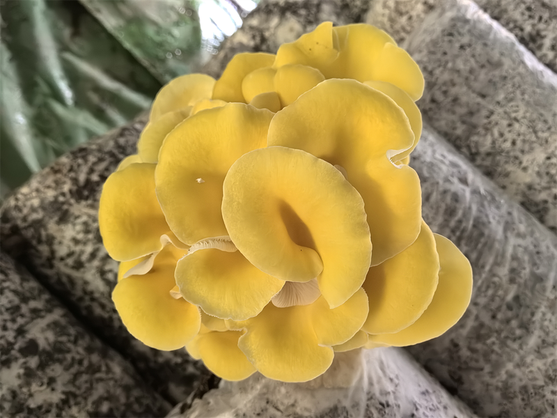 黄金菇种植方法