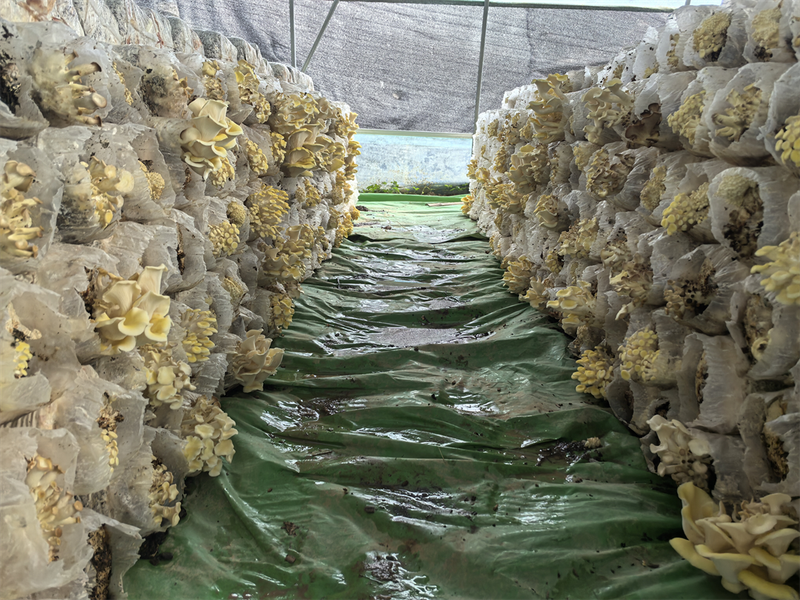 黄金菇种植方法