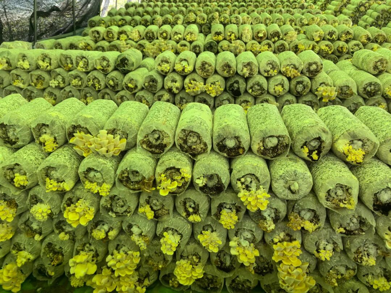 黄金菇种植方法