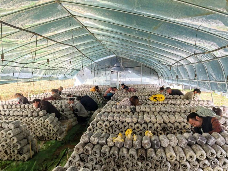 黄金菇种植方法