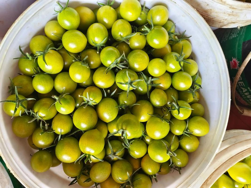 温室番茄种植技术