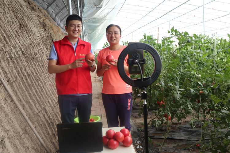 温室番茄种植技术