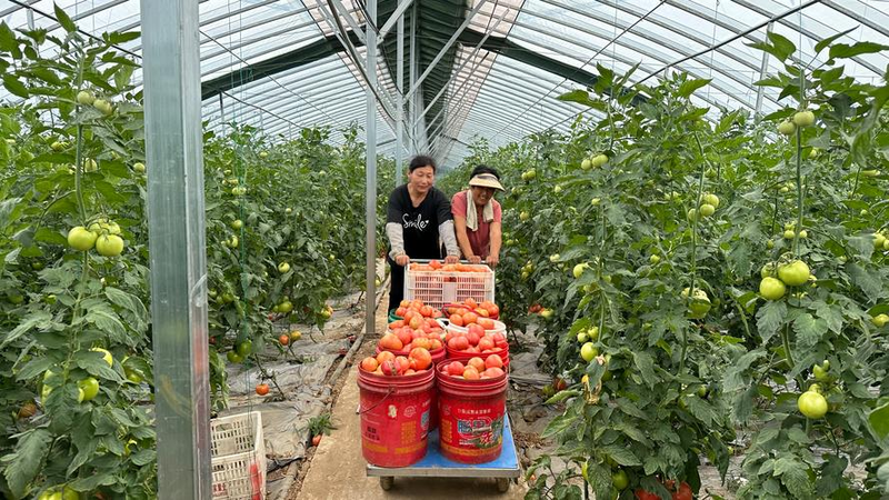 温室番茄种植技术