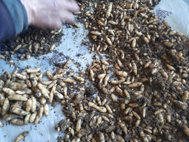 天麻子种植技术