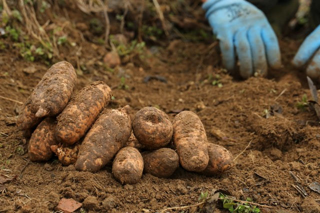 天麻子种植技术