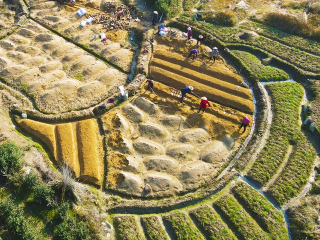 天麻子种植技术
