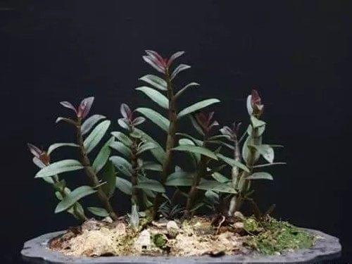 Artificial platinum cultivation techniques