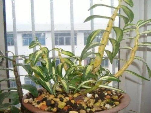 Artificial platinum cultivation techniques