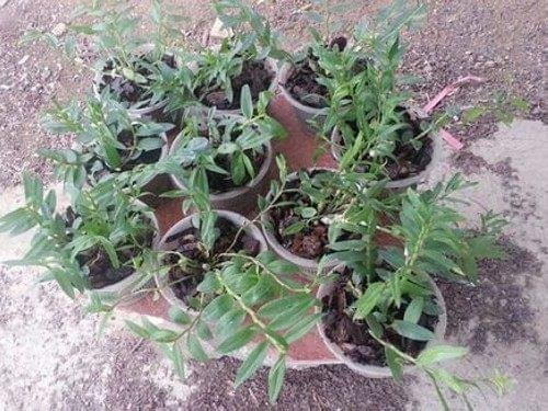 Artificial platinum cultivation techniques