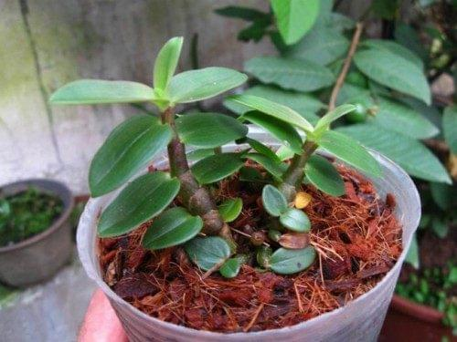 Artificial platinum cultivation techniques