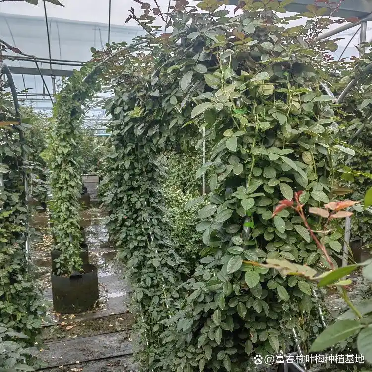 月季的种植方法