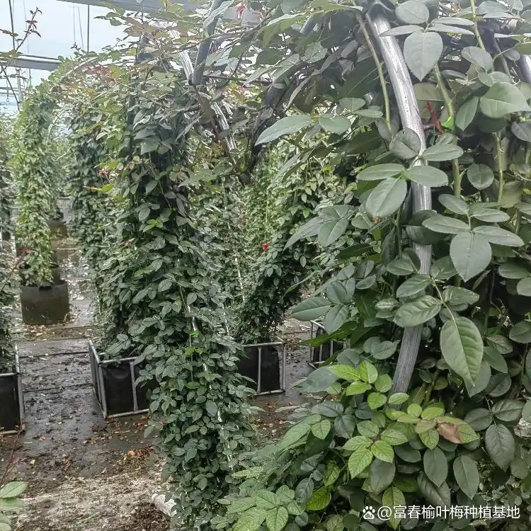 月季的种植方法