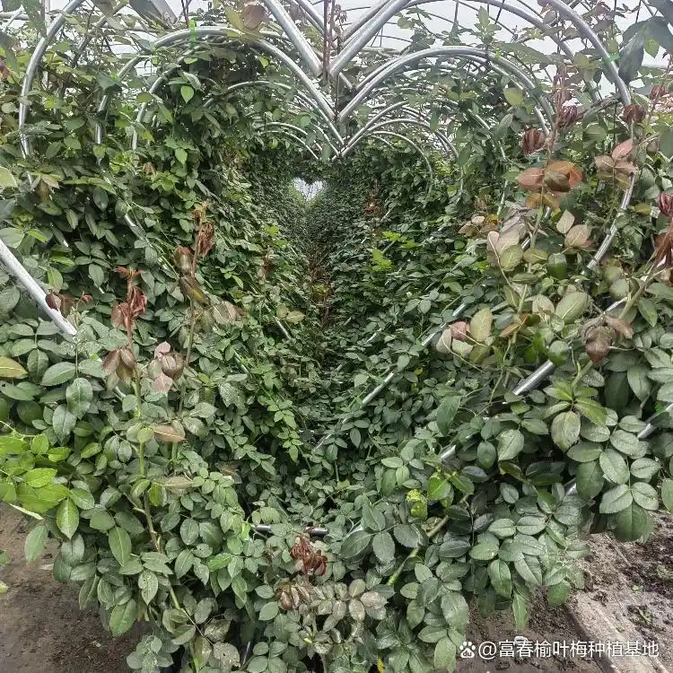 月季的种植方法