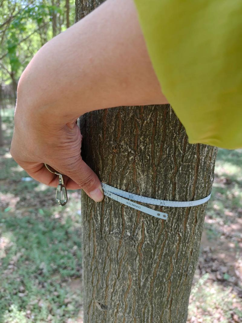 Pentecostal maple cultivation technology 2026