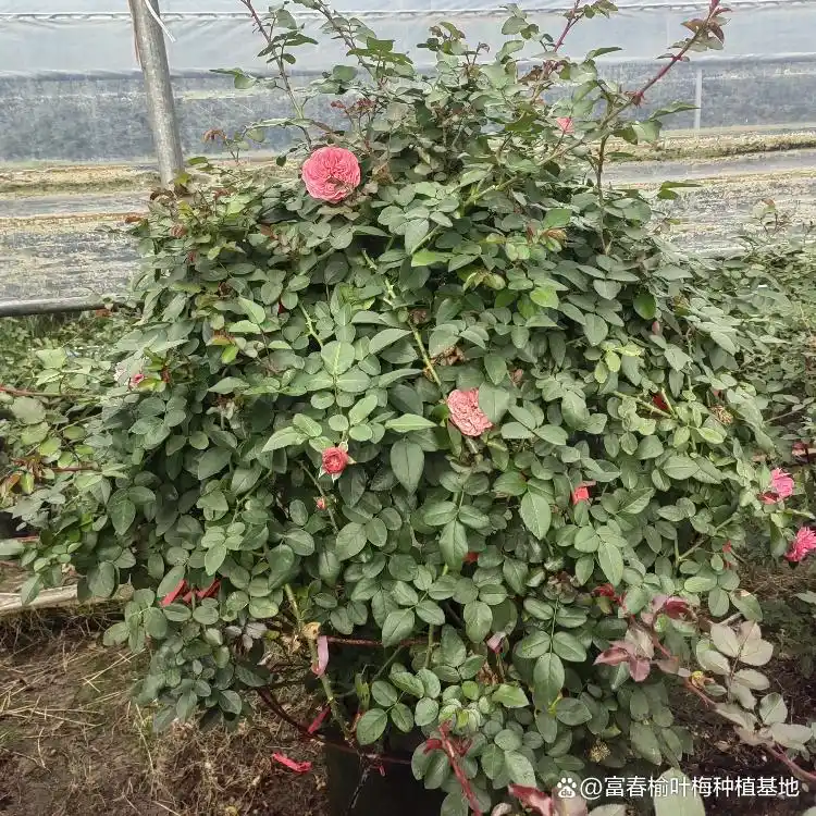 月季的种植方法